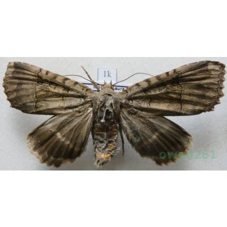 Mormo maura (Linnaeus, 1758) Straszka saracenka Czech1k